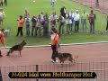 SV BSZS 2006 Oberhausen NKGR Offspring groups Part 2