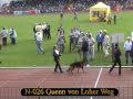 SV BSZS 2006 Oberhausen NKGR Offspring Groups Part 2