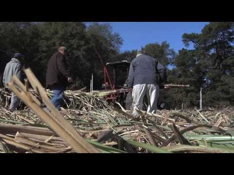 stillgoingstrong - Bulloch County farmer Lannie Lee hasn't let a few years slow him down. At the age of 93, he's still an active farmer. He is also president of the Bulloch Cou...