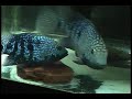 Prespawn: Herichthys Carpintis \ Prespawn: Herichthys Carpintis \