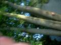 videos de little lane love.