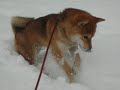 Walking in a winter wonderland 2 Walking in a winter wonderland 2