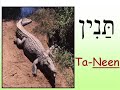 The Animals in Hebrew - Part 1 - Lesson The Animals in Hebrew - Part 1 - Lesson