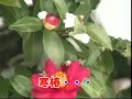 Kan Tubaki (???) Kan Tubaki (???)