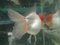Red Head Oranda Show