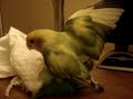 Agaporni Cuchiplanchando Parte Final / Lovebird Tissue Humper Final Part!