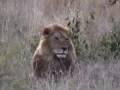 Safari in Kenya - YouTube