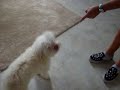 Tostie