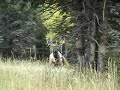 Nice New Mexico Bull Nice New Mexico Bull