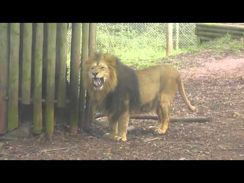 ASIATIC LION