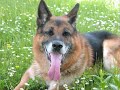 German Sheperd (My Favorite Dog)!!!!!!!!!!!!!!!!!!!!!!!!!!!!