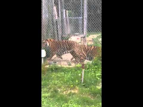 TIGER ( LION