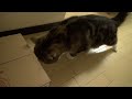 どうしても入りたいねこ。-maru Loves Box Too Much.
