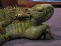 Iguana and his little Iguana and his little