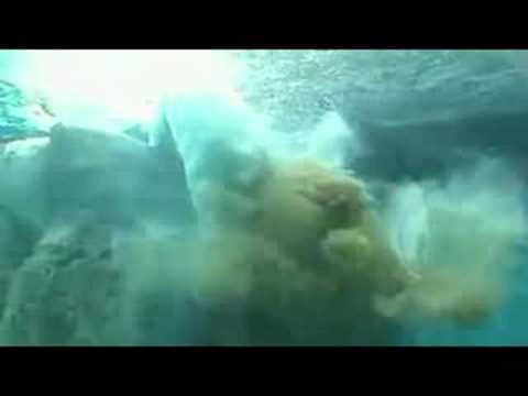 Ever seen a polar bear drop a deuce while swimming?