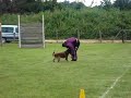 Concours National en Ring II. 14.Juin.2008 a ST Just-ST Rambert (42 Loire ) FranceBerger Belge Malinois St Galmierpere:Jenki des Loups Mutinsmere:Tounga du Banc des Hermelleshttp://gallery.site.hu/u/beaute/