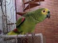 Papagaio - Johnny parrot