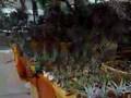 Fiera dei Fiori di Roma 2008