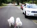 Bikejoring on urban streets including a doggie cam and out takes.