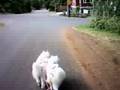 Urban Bikejoring