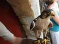 Falconry Display