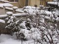 Nevicata del 2009 Nevicata del 2009