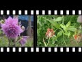 videos de MANGALORE BEAUTIFULL PLACE IN KARNATAKA, INDIA.