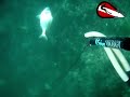 sea bream - cupra spearfishing