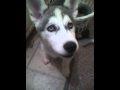 shasta the husky puppy saying bye bye