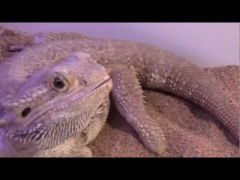 Bearded Dragon Eats Crickets