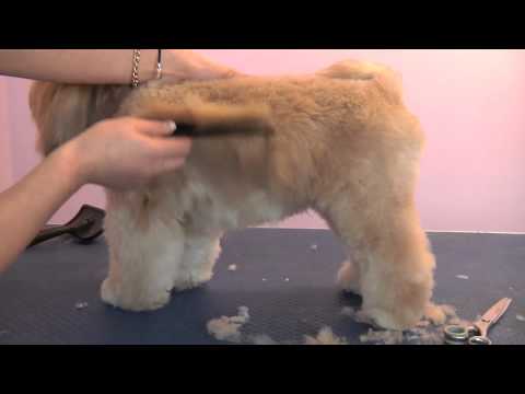 how to care for a lhasa apso puppy