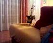 el perro mas rapido en cojer jugetes!!