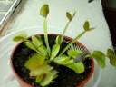 VenusFlyTrap