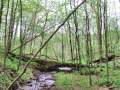 A Walk Through Dysart Woods - An Ecological Tour