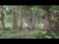 Woodsball HD Goggle Camera