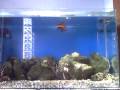 Meu Aquario Marinho (Aquarium Marine) 150L 