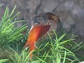 Water snake hunts and catches fish Water snake hunts and catches fish
