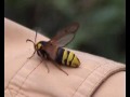De hoornaarvlinder (Sesia apiformis)