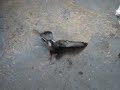 Pigeon  with PMV video one