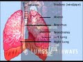 Exposing the Myth of Smoked Medical Marijuana / Anti-Marijuana PSA Video Respiratory Diseases (General)