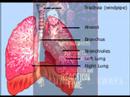 Exposing the Myth of Smoked Medical Marijuana / Anti-Marijuana PSA Video