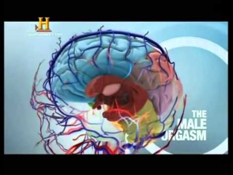 bases biológicas de la conducta sexual