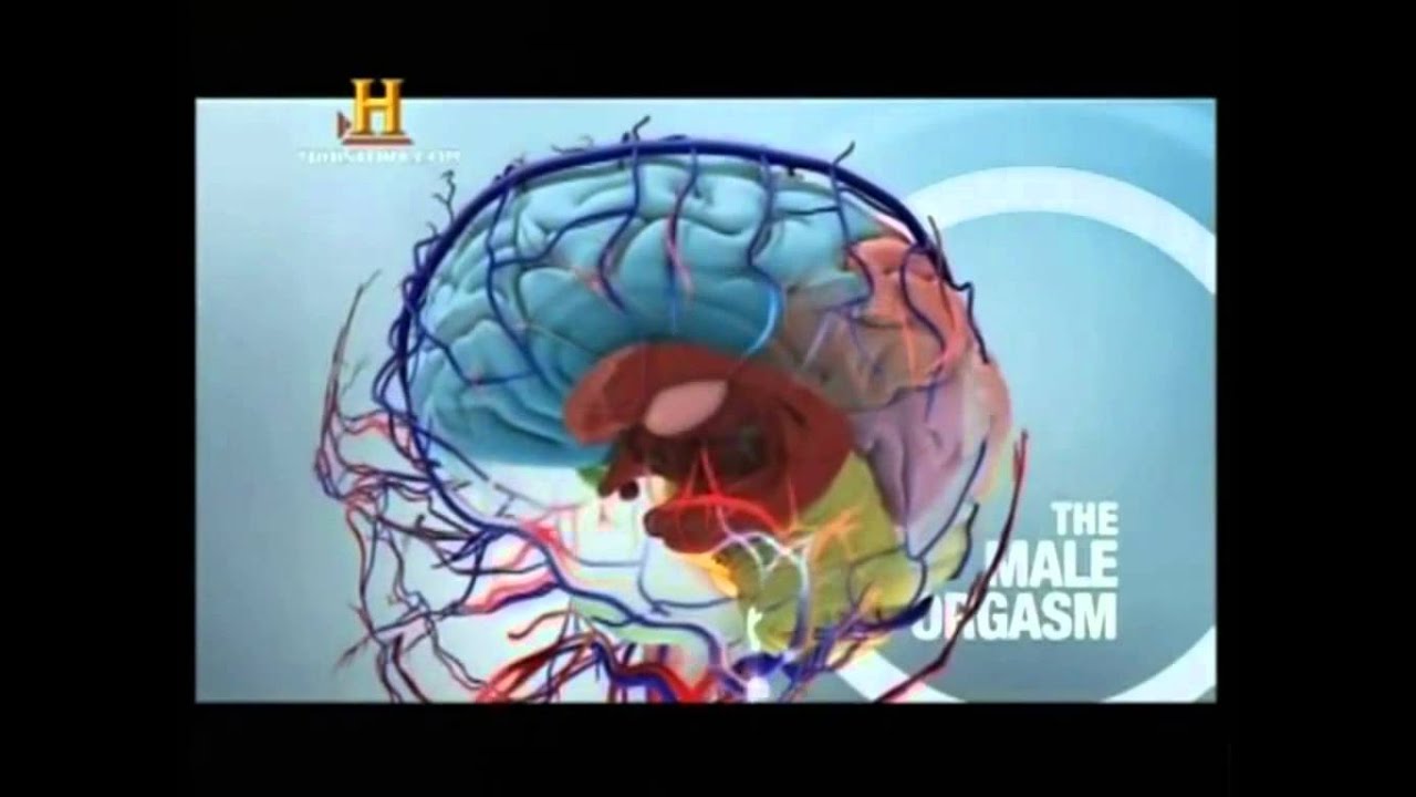 bases biológicas de la conducta sexual