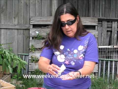 how to fertilize black eyed susans