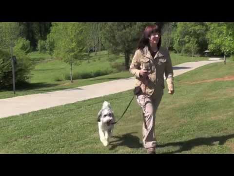 how to train aussiedoodle