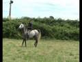 Doma Natural Galope Bareback
