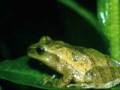videos de A Salute to Frogs & Toads