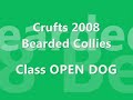 Dog Classes - Bearded Collies - Crufts 2008 Dog Classes - Bearded Collies - Crufts 2008