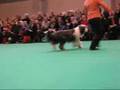 Dog Classes - Bearded Collies - Crufts 2008