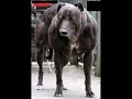 DOPO IL GATTO VIRGOLA ARRIVA IL CANE PUNTO